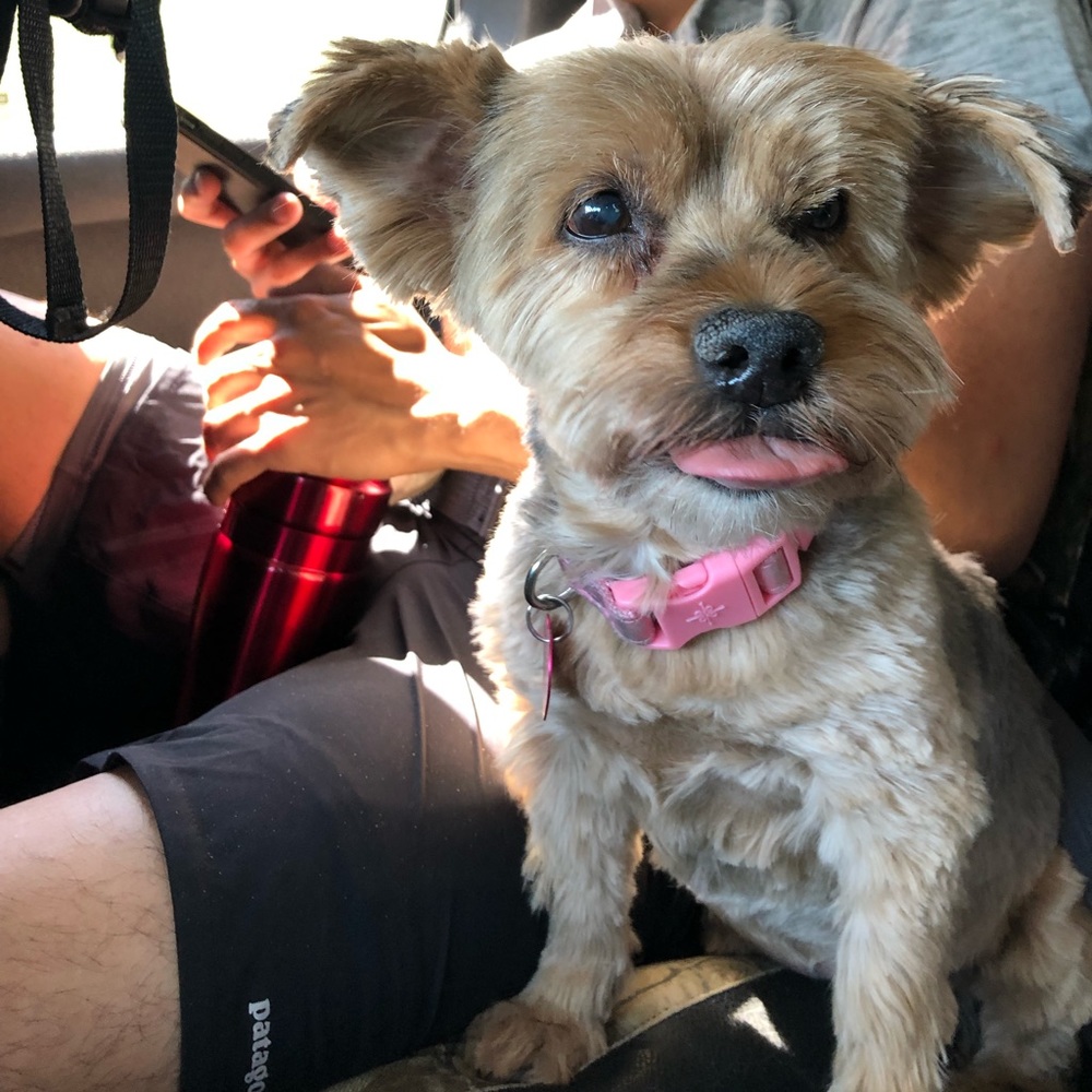 Pups - Picture 4 of 7
